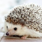 IGeL