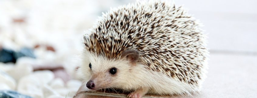 IGeL